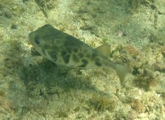 Contusus brevicaudus