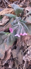 Pulmonaria vallarsae