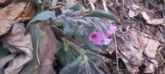 Pulmonaria vallarsae