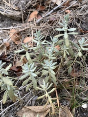 Teucrium ronnigeri