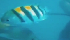 Abudefduf vaigiensis