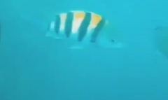 Abudefduf vaigiensis