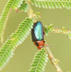 Calomela curtisi
