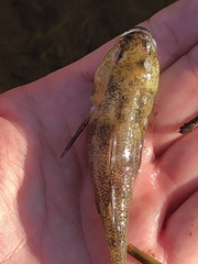 Philypnodon grandiceps