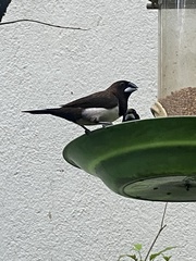 Lonchura striata
