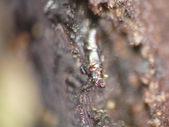Rhizophaginae
