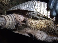 Dasypus novemcinctus