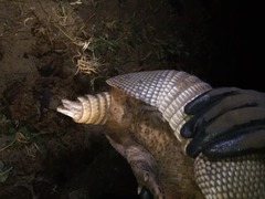 Dasypus novemcinctus