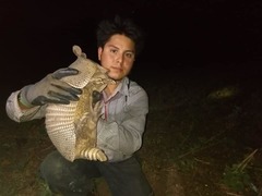 Dasypus novemcinctus