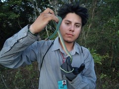 Drymobius margaritiferus