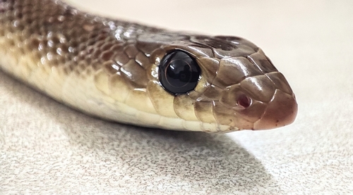 Photo of a Banded Racer (fasciolata) (Argyrogena fasciolata)