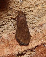Lambula obliquilinea
