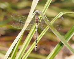 Eusynthemis virgula