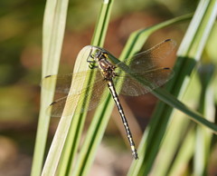 Eusynthemis virgula