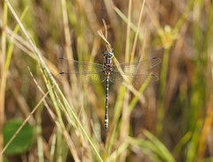 Eusynthemis virgula