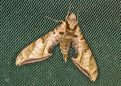 Protambulyx euryalus