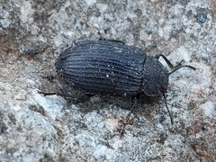 Heterotarsus carinula