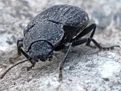 Heterotarsus carinula