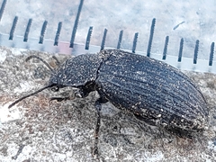 Heterotarsus carinula