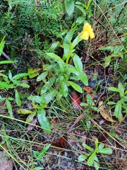 Goodenia decurrens