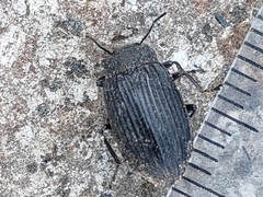 Heterotarsus carinula