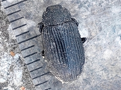 Heterotarsus carinula