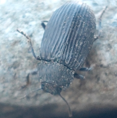 Heterotarsus carinula