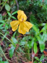 Goodenia decurrens