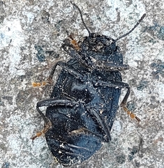 Heterotarsus carinula