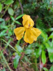 Goodenia decurrens
