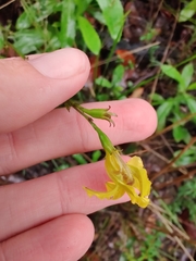 Goodenia decurrens