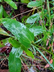 Goodenia decurrens