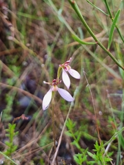 Eriochilus magenteus