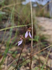 Eriochilus magenteus