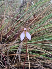Eriochilus magenteus