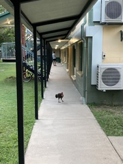 Alectura lathami lathami