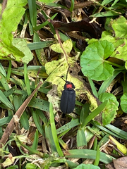 Pyrocoelia formosana