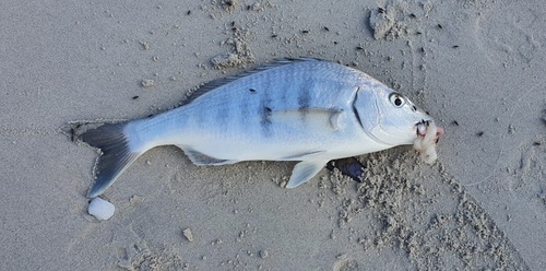 Pignose grunter (Lithognathus lithognathus) — Sparidae — 2