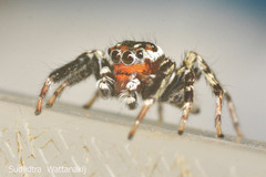 Salticidae