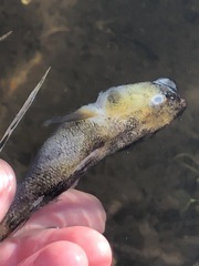 Philypnodon grandiceps