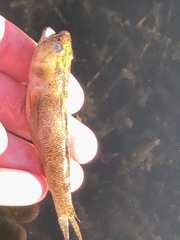 Philypnodon grandiceps