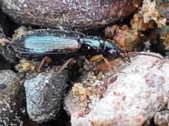 Carabidae
