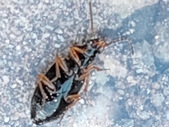 Carabidae
