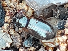 Carabidae