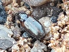 Carabidae