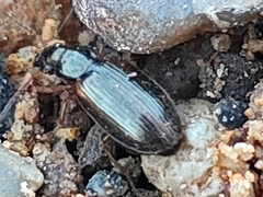 Carabidae