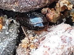 Carabidae
