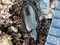Carabidae