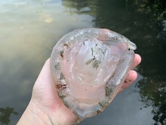 Cnidaria