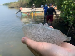 Cnidaria